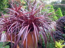 Cordyline australis